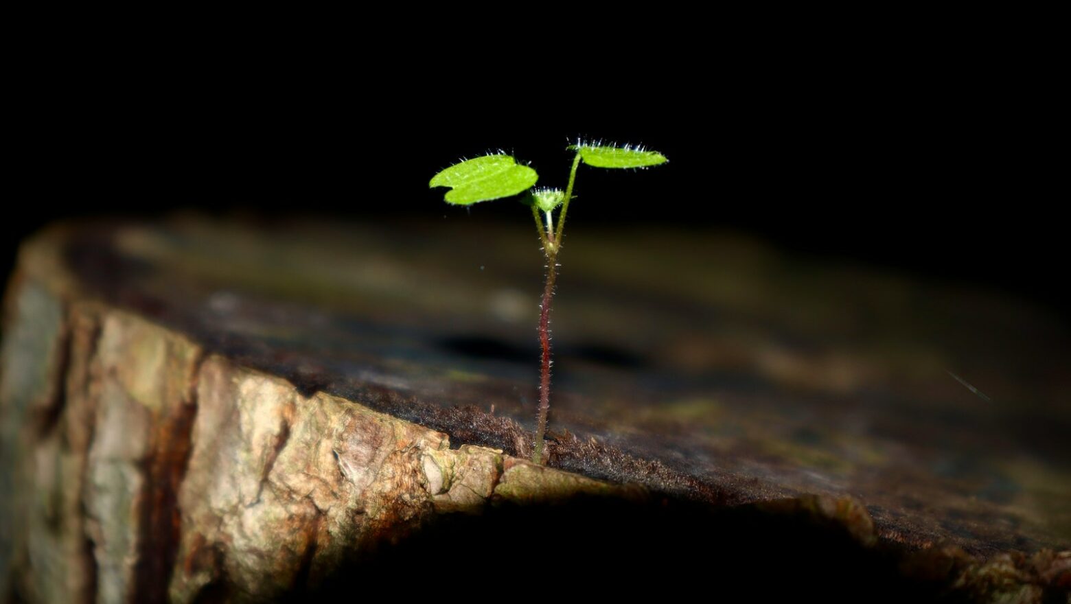 a green insect on a rock